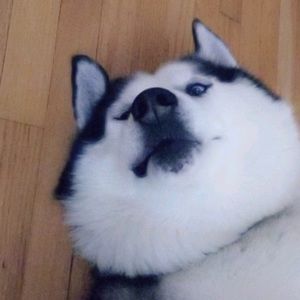 Meet your Posher, Ulysses